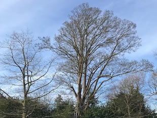 tree being braced